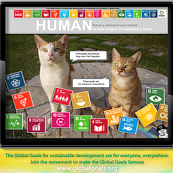 SDG cats 1