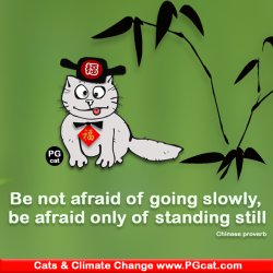 PG Cat Wisdom for Growth