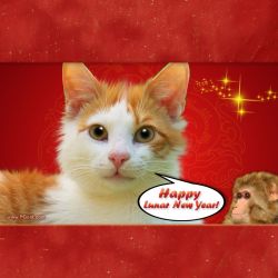 Happy Lunar (Chinese) New Year Greeting Templates with Ginger, Cake and PG Cat. Happiness, Health,  Prosperity, Good Fortune